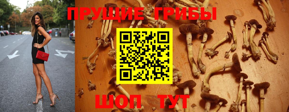 Алейск  Псилоцибиновые грибы Psilocybe  Вход с VPN 